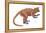 Notharctus, Extinct Lemur, Mammals-Encyclopaedia Britannica-Framed Stretched Canvas