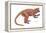 Notharctus, Extinct Lemur, Mammals-Encyclopaedia Britannica-Framed Stretched Canvas