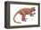 Notharctus, Extinct Lemur, Mammals-Encyclopaedia Britannica-Framed Stretched Canvas