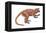 Notharctus, Extinct Lemur, Mammals-Encyclopaedia Britannica-Framed Stretched Canvas