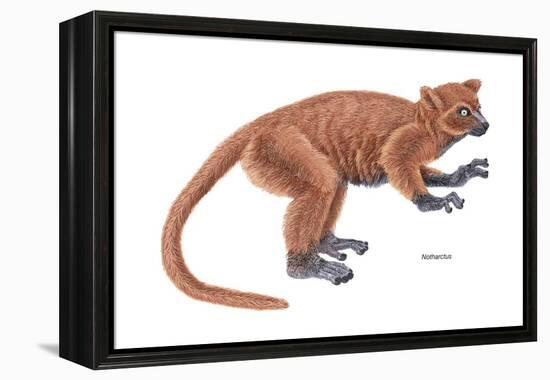 Notharctus, Extinct Lemur, Mammals-Encyclopaedia Britannica-Framed Stretched Canvas