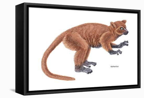 Notharctus, Extinct Lemur, Mammals-Encyclopaedia Britannica-Framed Stretched Canvas