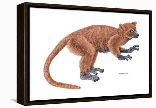 Notharctus, Extinct Lemur, Mammals-Encyclopaedia Britannica-Framed Stretched Canvas