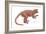 Notharctus, Extinct Lemur, Mammals-Encyclopaedia Britannica-Framed Art Print