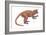 Notharctus, Extinct Lemur, Mammals-Encyclopaedia Britannica-Framed Art Print