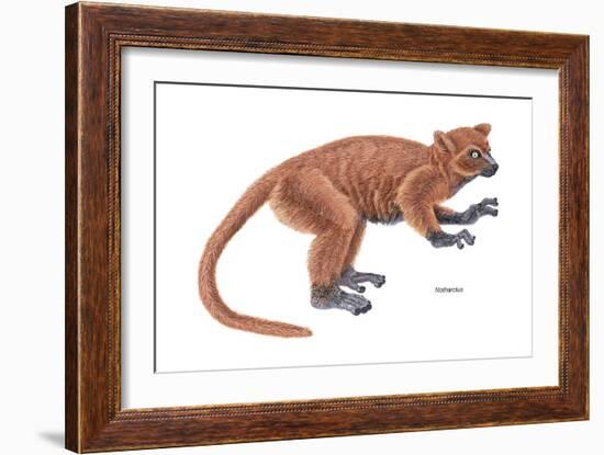 Notharctus, Extinct Lemur, Mammals-Encyclopaedia Britannica-Framed Art Print