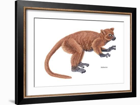 Notharctus, Extinct Lemur, Mammals-Encyclopaedia Britannica-Framed Art Print