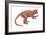 Notharctus, Extinct Lemur, Mammals-Encyclopaedia Britannica-Framed Art Print