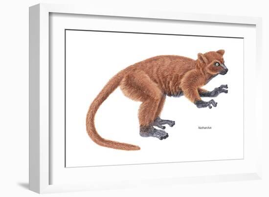 Notharctus, Extinct Lemur, Mammals-Encyclopaedia Britannica-Framed Art Print