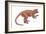 Notharctus, Extinct Lemur, Mammals-Encyclopaedia Britannica-Framed Art Print