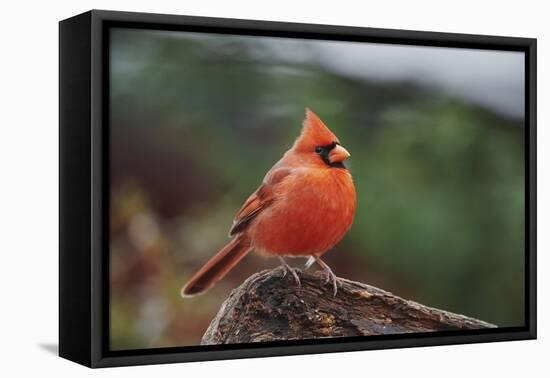 Nothern Cardinal-Gary Carter-Framed Premier Image Canvas