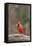 Nothern Cardinal-Gary Carter-Framed Premier Image Canvas