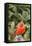 Nothern Cardinal-Gary Carter-Framed Premier Image Canvas