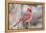 Nothern Cardinal-Gary Carter-Framed Premier Image Canvas