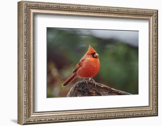 Nothern Cardinal-Gary Carter-Framed Photographic Print