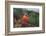 Nothern Cardinal-Gary Carter-Framed Photographic Print