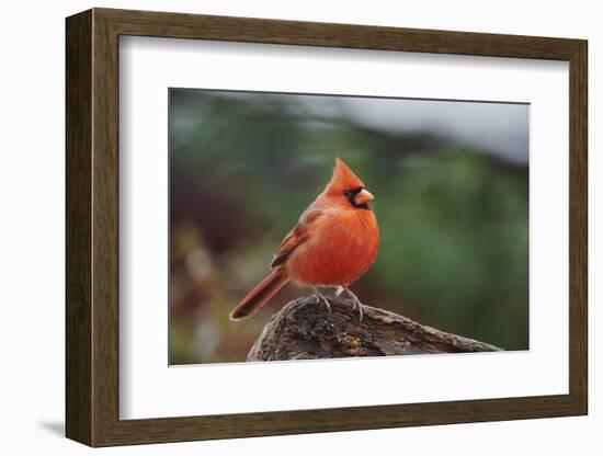 Nothern Cardinal-Gary Carter-Framed Photographic Print