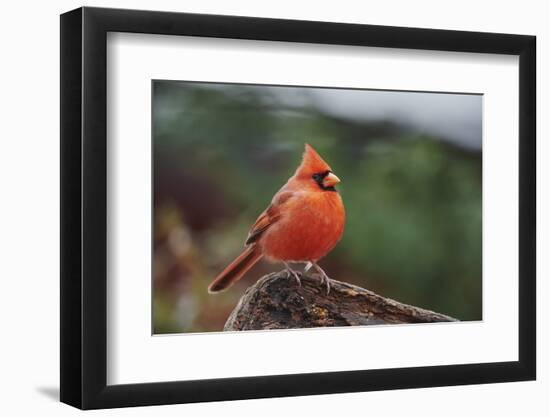 Nothern Cardinal-Gary Carter-Framed Photographic Print