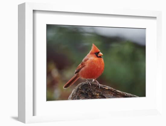 Nothern Cardinal-Gary Carter-Framed Photographic Print