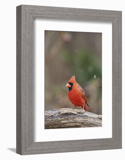 Nothern Cardinal-Gary Carter-Framed Photographic Print