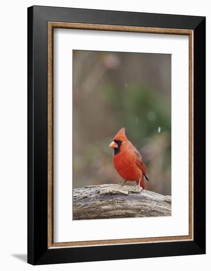 Nothern Cardinal-Gary Carter-Framed Photographic Print