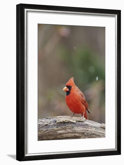 Nothern Cardinal-Gary Carter-Framed Photographic Print