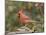 Nothern Cardinal-Gary Carter-Mounted Photographic Print