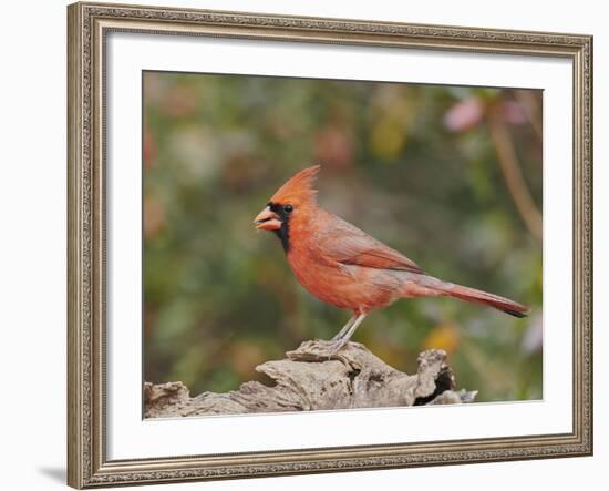 Nothern Cardinal-Gary Carter-Framed Photographic Print