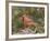 Nothern Cardinal-Gary Carter-Framed Photographic Print