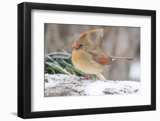 Nothern Cardinal-Gary Carter-Framed Photographic Print