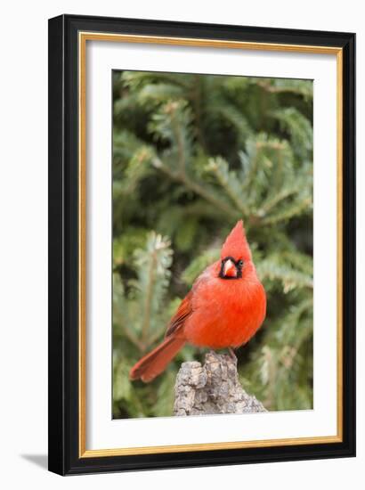 Nothern Cardinal-Gary Carter-Framed Photographic Print