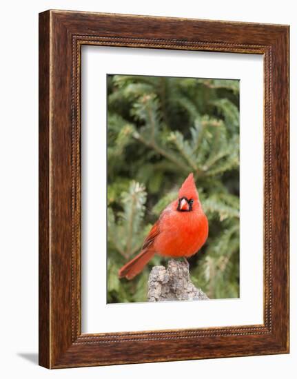 Nothern Cardinal-Gary Carter-Framed Photographic Print