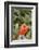 Nothern Cardinal-Gary Carter-Framed Photographic Print