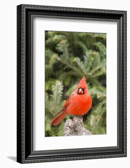 Nothern Cardinal-Gary Carter-Framed Photographic Print