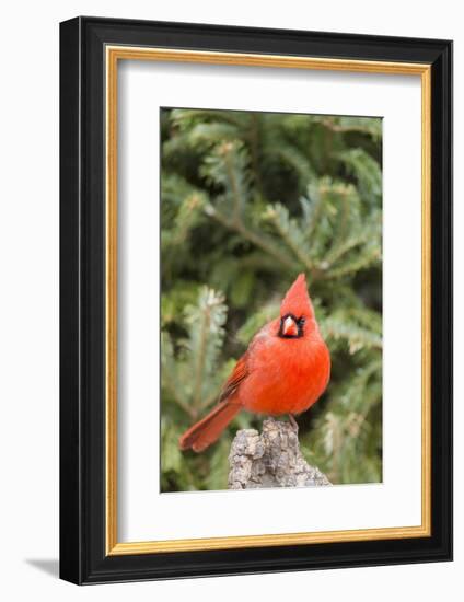 Nothern Cardinal-Gary Carter-Framed Photographic Print