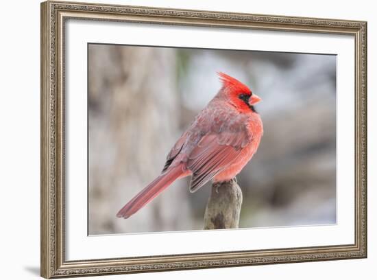 Nothern Cardinal-Gary Carter-Framed Photographic Print