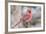 Nothern Cardinal-Gary Carter-Framed Photographic Print