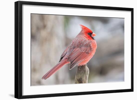 Nothern Cardinal-Gary Carter-Framed Photographic Print