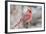 Nothern Cardinal-Gary Carter-Framed Photographic Print