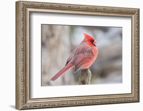 Nothern Cardinal-Gary Carter-Framed Photographic Print