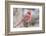 Nothern Cardinal-Gary Carter-Framed Photographic Print