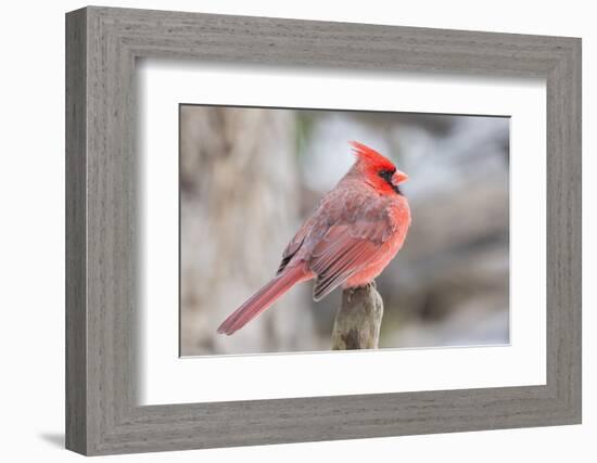 Nothern Cardinal-Gary Carter-Framed Photographic Print