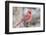 Nothern Cardinal-Gary Carter-Framed Photographic Print