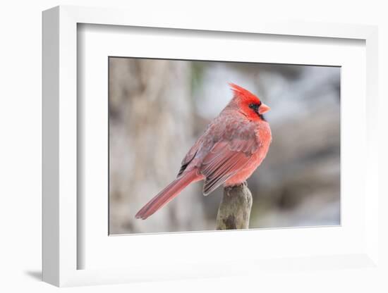 Nothern Cardinal-Gary Carter-Framed Photographic Print