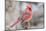 Nothern Cardinal-Gary Carter-Mounted Photographic Print