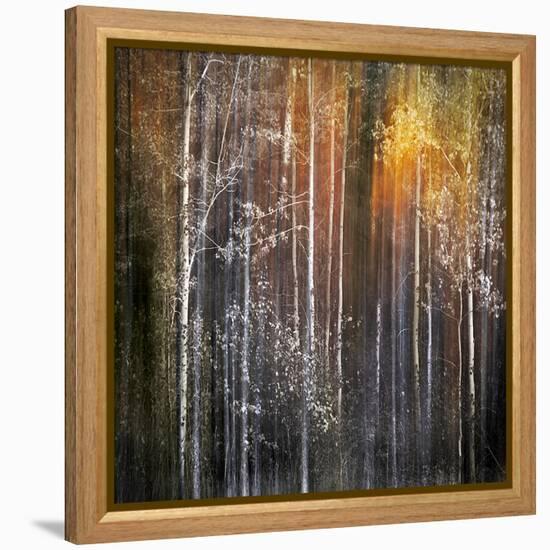 Nothing Gold Can Stay-Ursula Abresch-Framed Premier Image Canvas