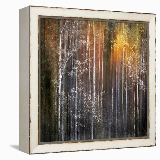 Nothing Gold Can Stay-Ursula Abresch-Framed Premier Image Canvas