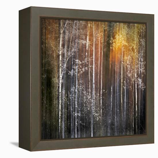 Nothing Gold Can Stay-Ursula Abresch-Framed Premier Image Canvas