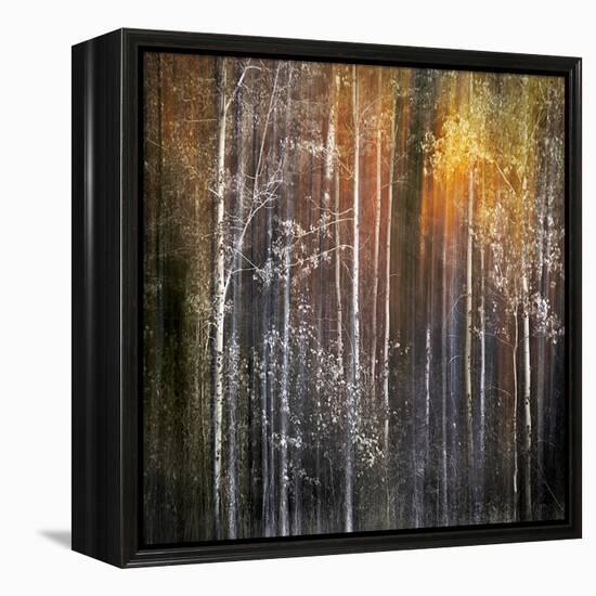 Nothing Gold Can Stay-Ursula Abresch-Framed Premier Image Canvas