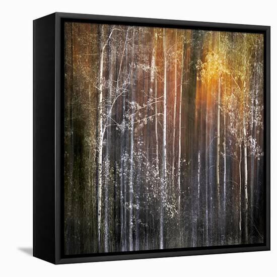 Nothing Gold Can Stay-Ursula Abresch-Framed Premier Image Canvas